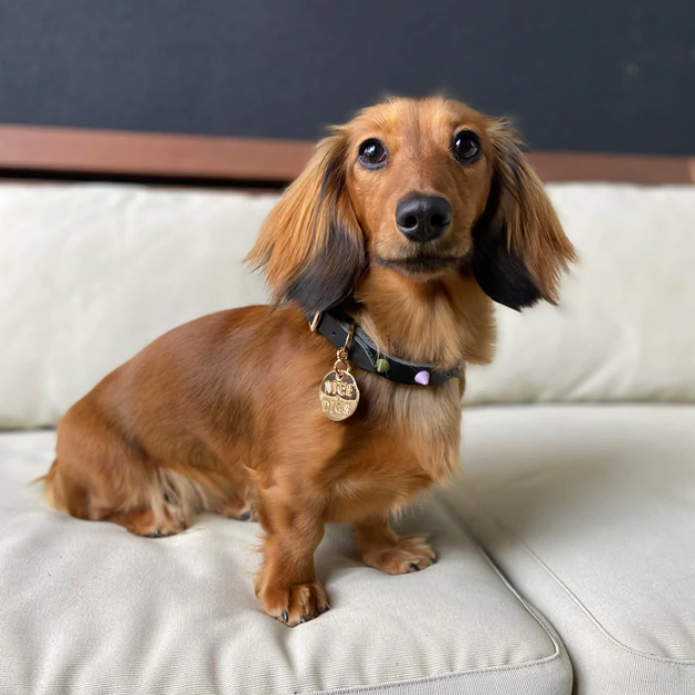  Dog Accessories 