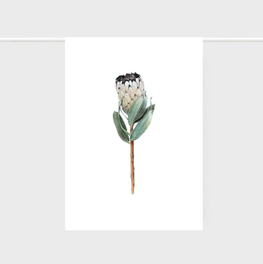 Tea towel with Protea flower on a white background