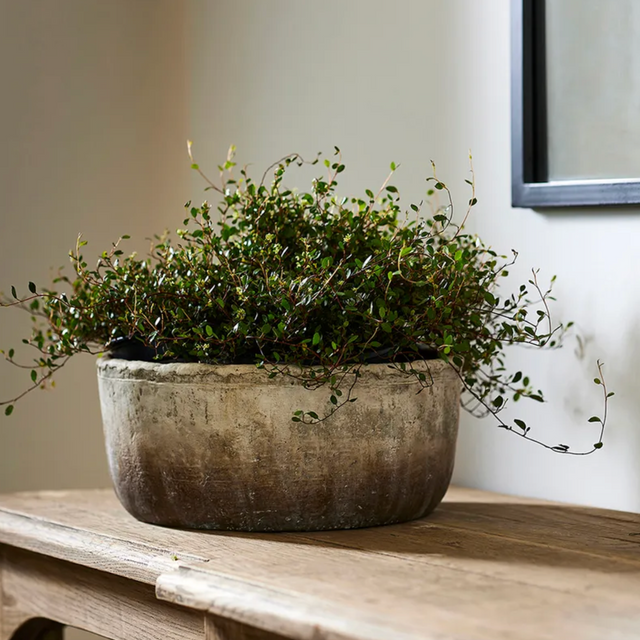 Rustic Cement Planters