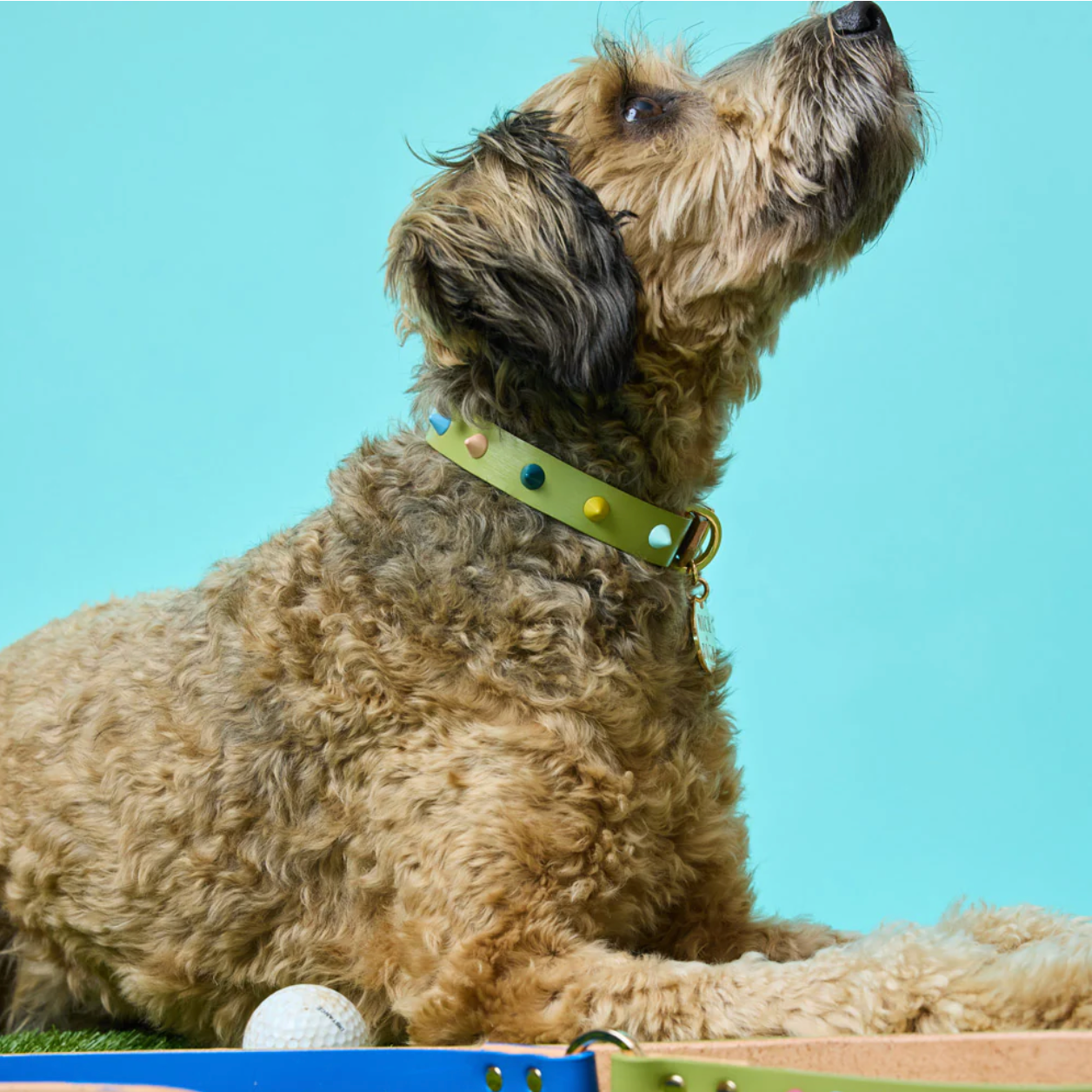 Spike Leather Collar | Mini Golf
