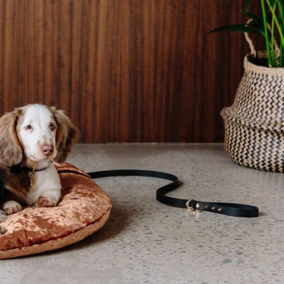 Black Leather Dog Lead with Gold Spikes NZ
