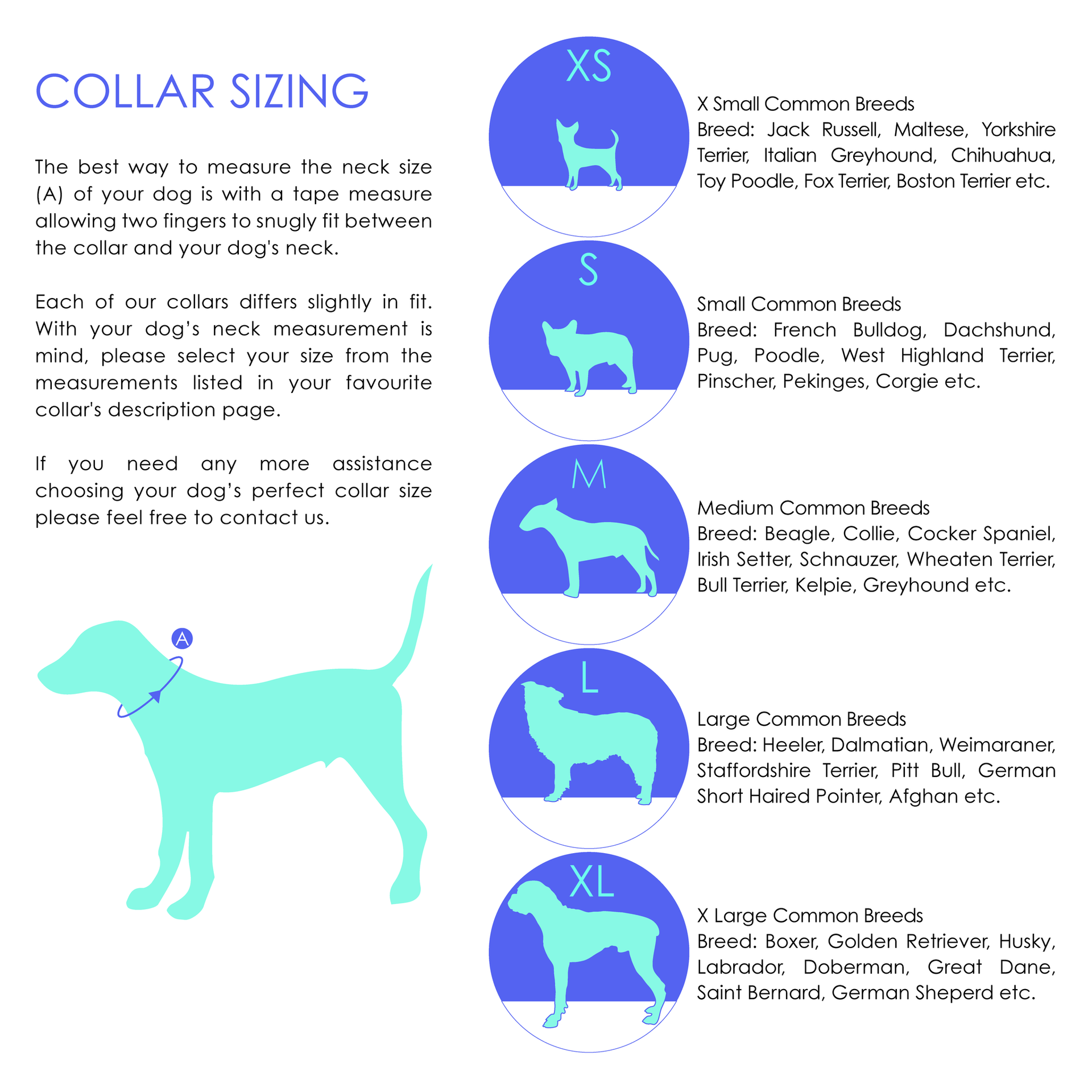 Best Dog Collars New Zealand