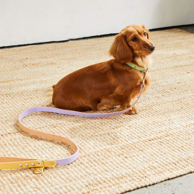 Leather Lead | Buttercup & Lilac
